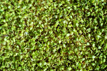 Top View Flat Lay. rucola or arugula leaf. sprout vegetables germinated from high quality organic plant seed