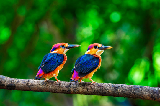 Fototapeta Two young Oriental dwarf kingfisher, Chiplun, Maharashtra, India.