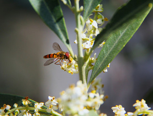 Hainschwebfliege Fly