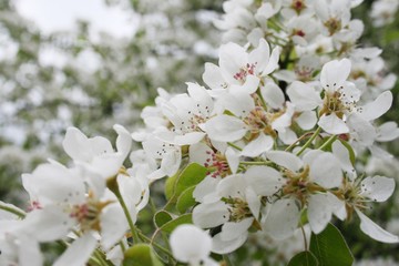 Flowering cherry orchard