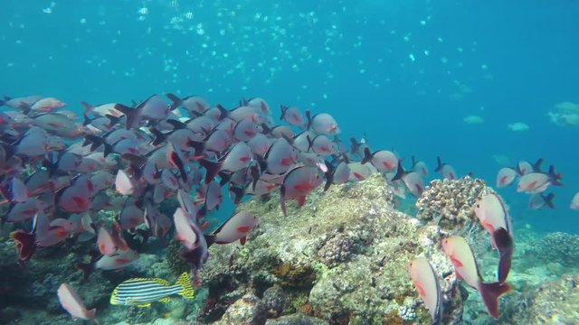ein gro&szlig;er Schwarm Fische (Buckel-Schnapper) schwimmt im Korallenriff