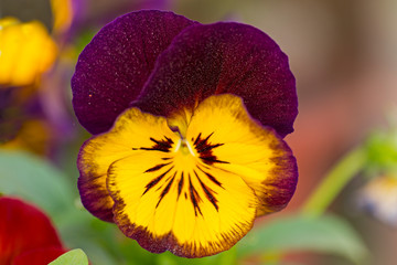 Closeup of colorful pansy flower, The garden pansy is a type of large-flowered hybrid plant cultivated as a garden flower. 