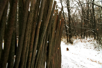 Winter, wooden fence made from dry tree branches