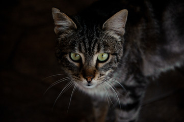 Darkened portrait of a cat in animal shelter