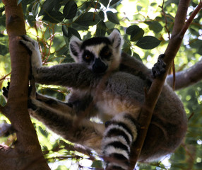 Portrait of the ring-tailed lemur Lemur catta, Madagascar