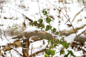 Green grass under white snow, closeup