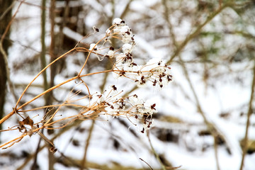 Dry yellow grass under white snow, closeup