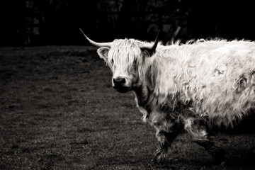 Highland Cow