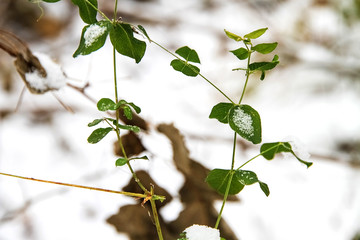Green grass under white snow, closeup