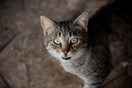 Portrait of tricolor cat with demanding eyes