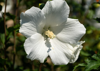 Flower close-up white hibiscus