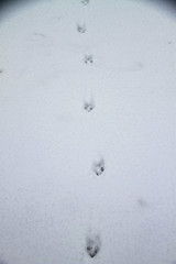 Animal tracks in the snow