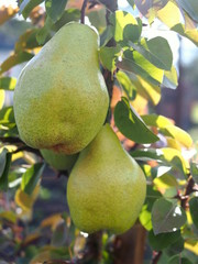 Large ripe pears of an autumn grade on branches
