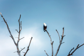 Bald eagle hunts near the water
