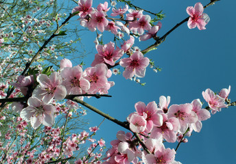 pink cherry blossom flower in spring time over blue sky.