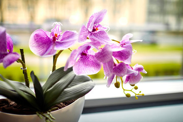 Fototapeta na wymiar pink orchid in the pot