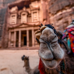 Camels are laying in front of the Al Khazneh tomb. The Treasury tomb of Petra, Jordan - Image,...