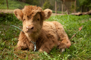Baby cattle in country side