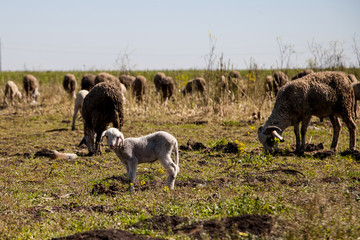 Fototapeta premium sheep and goats on pasture