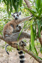 Ring-tailed lemur, Lemur catta, in its natural environment in Madagascar