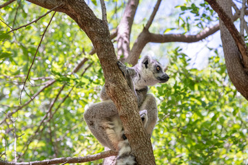 Ring-tailed lemur, Lemur catta, in its natural environment in Madagascar