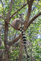 Ring-tailed lemur, Lemur catta, in its natural environment in Madagascar