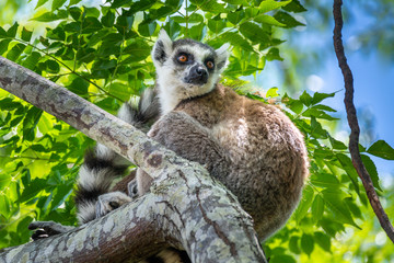 Ring-tailed lemur, Lemur catta, in its natural environment in Madagascar