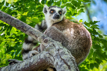 Ring-tailed lemur, Lemur catta, in its natural environment in Madagascar