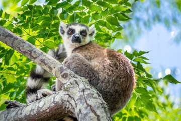 Ring-tailed lemur, Lemur catta, in its natural environment in Madagascar