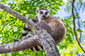 Ring-tailed lemur, Lemur catta, in its natural environment in Madagascar