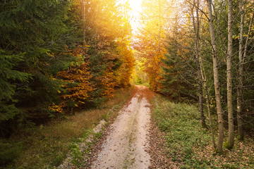 Sunny path in the forest in autumn