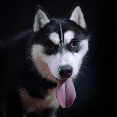 Portrait of a dog Siberian Husky in the studio