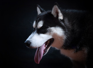 Obraz premium Portrait of a dog Siberian Husky in the studio