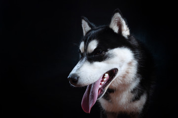 Portrait of a dog Siberian Husky in the studio