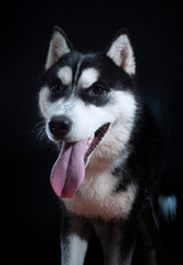 Portrait of a dog Siberian Husky in the studio