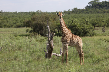 Giraffe / Giraffe / Giraffa Camelopardalis