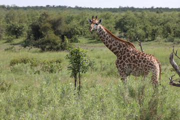 Giraffe / Giraffe / Giraffa Camelopardalis