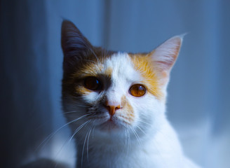 Obraz premium portrait of a cat