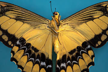 papillon Heraclides thoas cinyras male