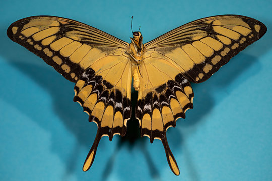 papillon Heraclides thoas cinyras male