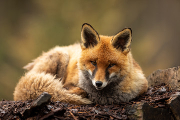 Fototapeta premium Red fox in the forest