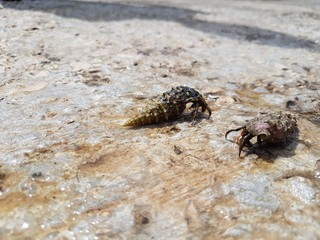 Little inhabitants of the sea, Adriatic Sea