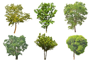 Fototapeta na wymiar Set of tree isolated on white background with clipping path