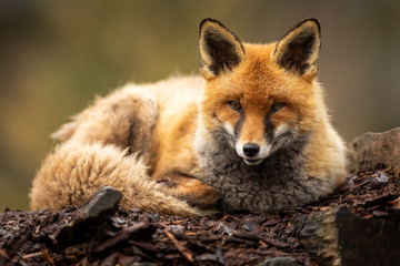 Red fox in the forest