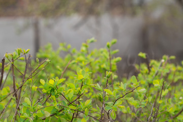 Young green leaves on a spirea bush i