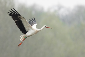 White stork in the rain - obrazy, fototapety, plakaty