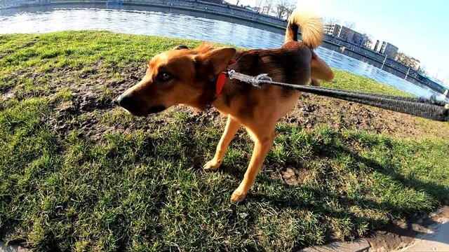Dog peeing on grass by the river in city, super slow motion