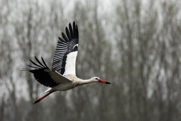 White stork in the rain