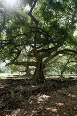 Old Tree in Royal Park of Peradeniya Sri Lanka