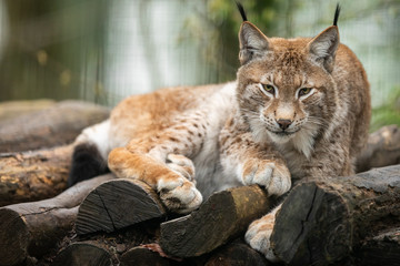 Fototapeta premium Lynx in the forest